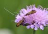 Nemophora metallica